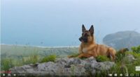 Advanced-Dog-Training-Courses