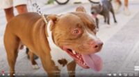 Dog-Aggression-Course