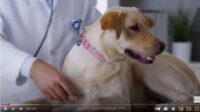Dog-Anatomy-Course