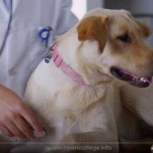 Dog-Anatomy-Course