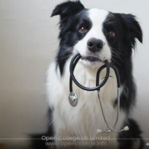 Canine-Holistics-Course