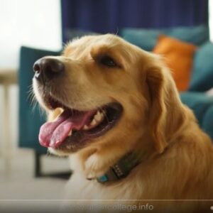Dog-Nutrition-Course