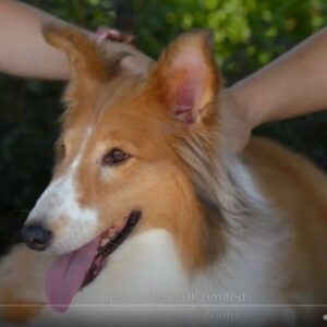 Dog-Massage-Course
