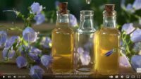 Dog-Bach-Flower-Remedies-Course