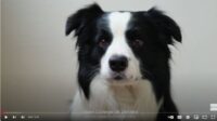 Dog-Body-Language-Course