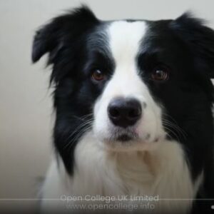 Dog-Body-Language-Course
