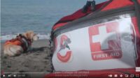 Dog-First-Aid-Course