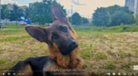 Dog-Training-Course