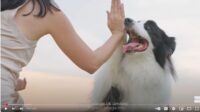 Dog-Tricks-Training-Course