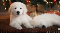 Puppy-Dog-Training-Course