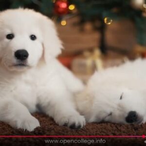 Puppy-Dog-Training-Course