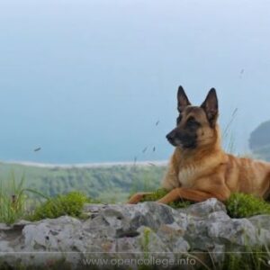 Advanced-Dog-Training-Courses