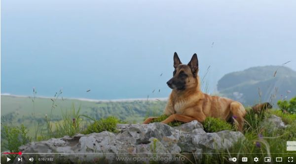 Advanced-Dog-Training-Courses