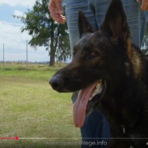 Barking-Dogs-Diploma-Course