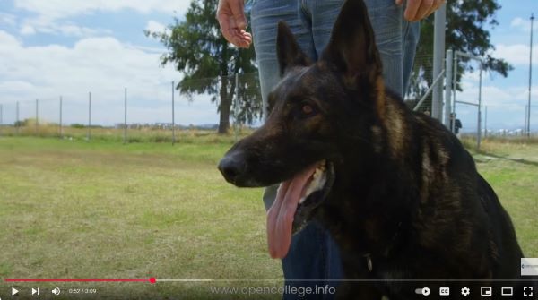 Barking-Dogs-Diploma-Course
