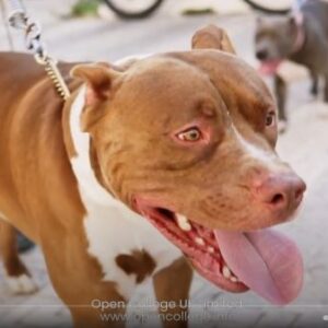 Dog-Aggression-Course