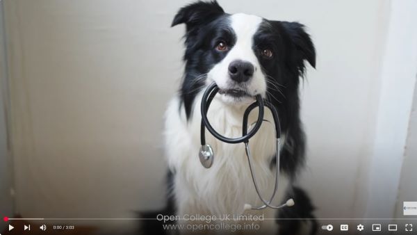 Canine-Holistics-Course