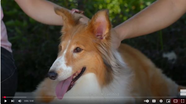 Dog-Massage-Course
