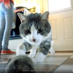 Cat-Training-Cat-Care-Course