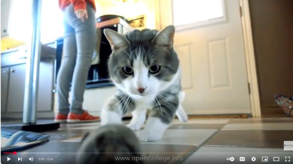 Cat-Training-Cat-Care-Course