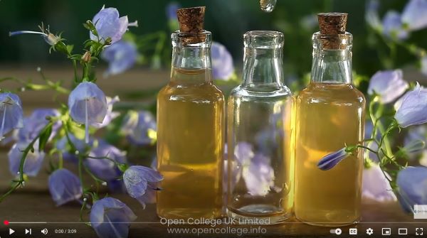 Dog-Bach-Flower-Remedies-Course