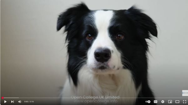 Dog-Body-Language-Course