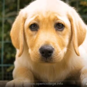 Dog-Breeding-Diploma-Course