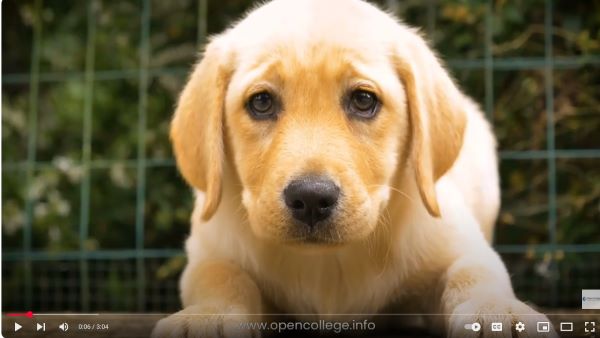 Dog-Breeding-Diploma-Course