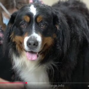 Dog-Grooming-Course