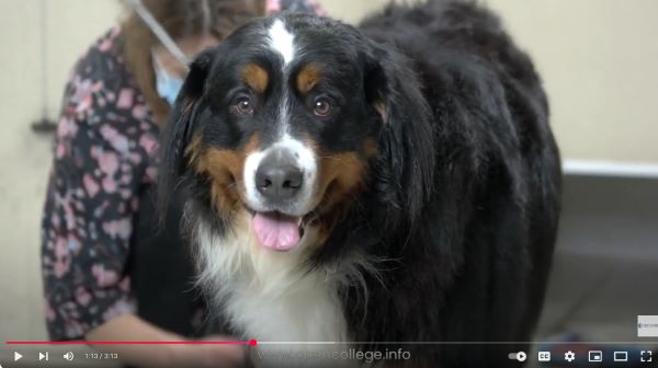 Dog-Grooming-Course
