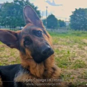 Dog-Training-Course