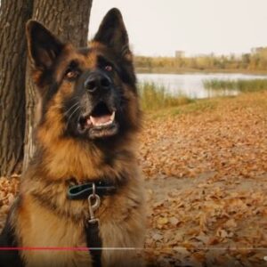 Dog Psychology Diploma Course Online