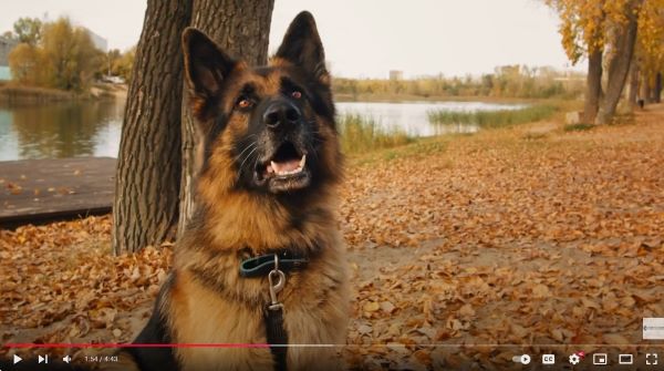 Dog Psychology Diploma Course Online