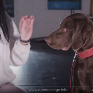 Dog-Clicker-Training-Course