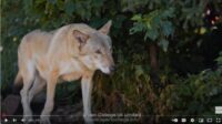 Dominance-In-Dogs-Theory-Course