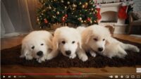 Puppy-Whisperer-course