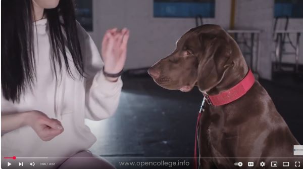Dog-Clicker-Training-Course
