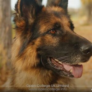 Canine-Nutrigenomics-Course-Qualification