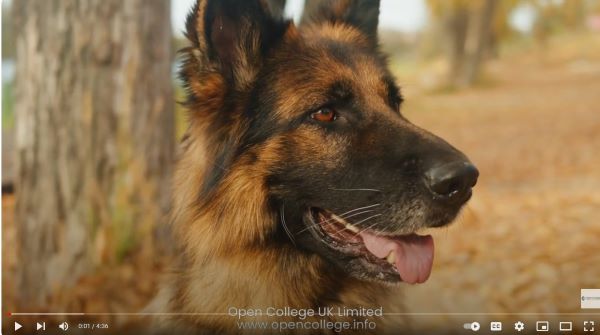 Canine-Nutrigenomics-Course-Qualification