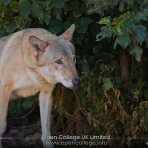 Dominance-In-Dogs-Theory-Course