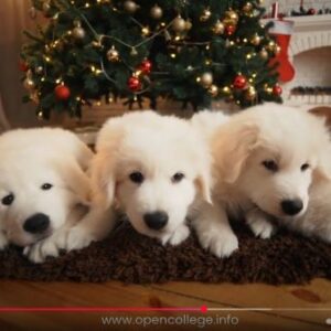 Puppy-Whisperer-course