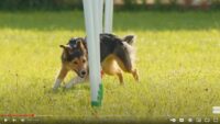 Agility-Dog-Training-Course
