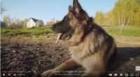 German-Shepherd-Training-Course