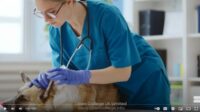 Pet-Loss-Counselling-Course