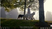 Service-Dog-training-course