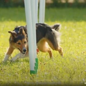 Agility-Dog-Training-Course