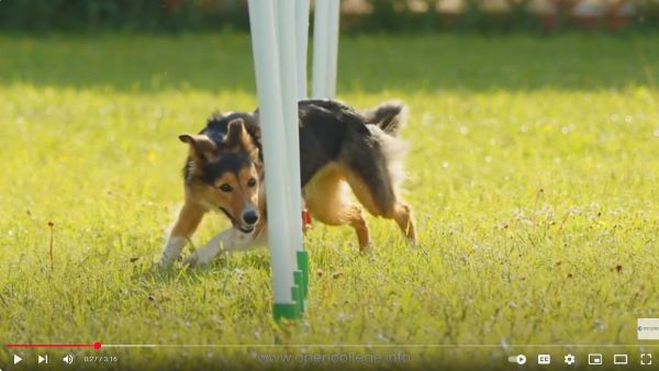 Agility-Dog-Training-Course