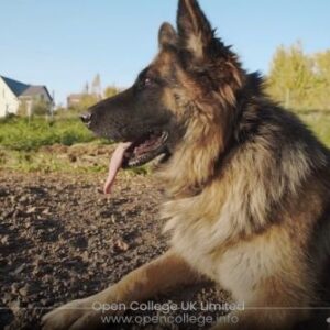 German-Shepherd-Training-Course