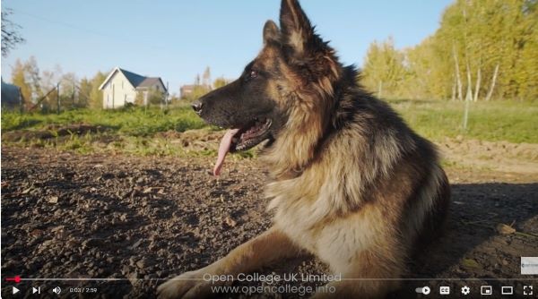 German-Shepherd-Training-Course