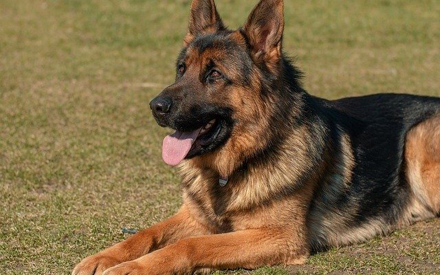 German Shepherd training